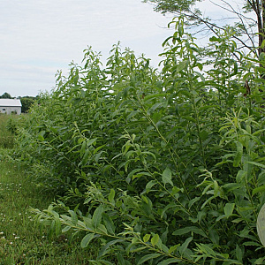 Salix dasyclados 120-150 cm wortelgoed 0/1