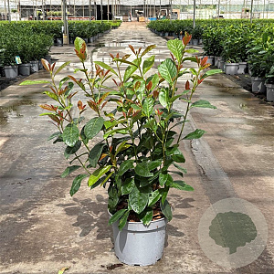 Prunus l. On Fire 40-50 cm 5,0L