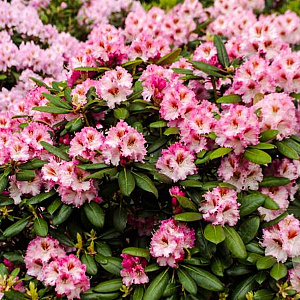 Rhododendron 'Bohlkens Kronjuwel' 60-70 cm 40L