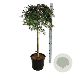 Acer pal. 'Orangeola' 160 cm stam 30L