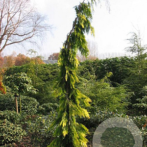 Chamaecyparis l. 'F. Golden Tears' 100-125 cm 6,5L