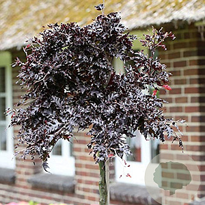 Fagus syl. 'Rohan Weeping' 60 cm stam 15L