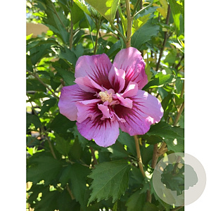 Hibiscus syr. Flower Tower Purple 200-225 cm 30L extra