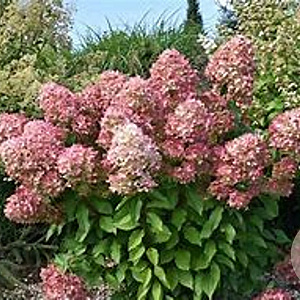 Hydrangea pan. Graffiti 50-60 cm 14L