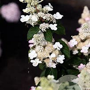 Hydrangea pan. Living Infinity 50-60 cm 14L