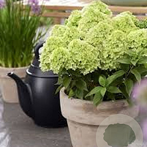 Hydrangea pan. Living Little Apple 50-60 cm 14L