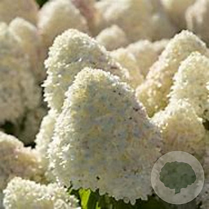 Hydrangea pan. Living Sugar Rush 60-80 cm 14L