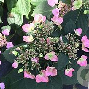 Hydrangea s. Magic Pillow 30-40 cm 6,5L