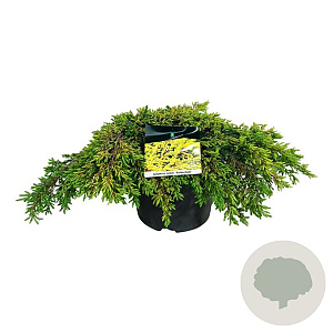 Juniperus comm. 'Goldschatz' 40-50 cm 6,5L