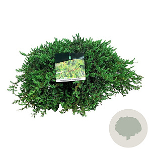 Juniperus comm. 'Greenmantle' 40-50 cm 6,5L