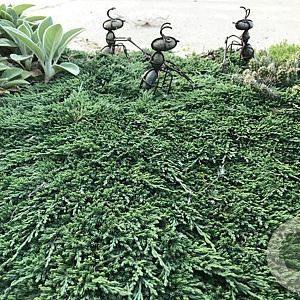 Juniperus h. 'Pancake' 30-40 cm 6,5L