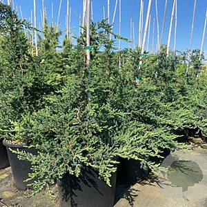 Juniperus pf. 'Blue Chiffon' 30-40 cm 6,5L