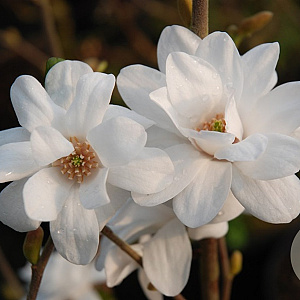 Magnolia loebneri 'Mag's Pirouette' 125-150 cm cont. 55L extra