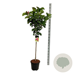 Magnolia 'Red As Red' 90 cm stam 30L extra