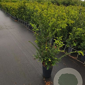 Taxus b. 'Höpken's Gigant' 65-70 cm cont. 55L extra bol