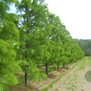 Taxodium distichum 'Nutans' 100-125 cm 30L extra