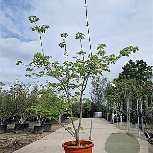 Cornus 'Eddie's White Wonder' 200-250 cm container meerstammig extra
