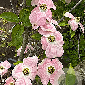 Cornus fl. 'Cherokee Brave' 200-250 cm container meerstammig