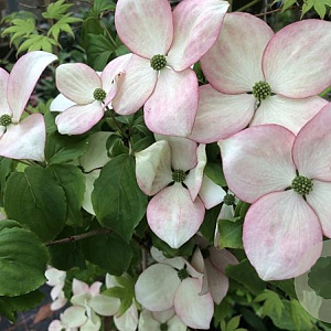 Cornus k. 'Miss Petty' 200-250 cm cont. 130L meerstammig