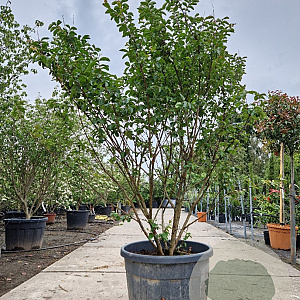 Lagerstroemia i. 'Petite Pink' 175-200 cm container meerstammig