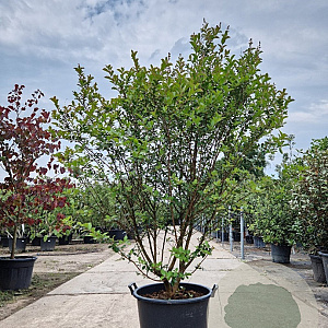 Lagerstroemia i. 'Red Imperator' 150-175 cm container meerstammig