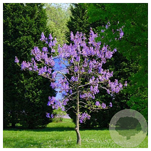 Paulownia fortunei Fast Blue 200 cm stam container 25-30
