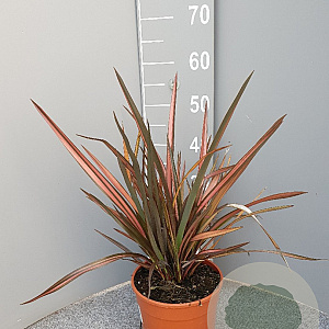Phormium 'Sundowner' GM C3