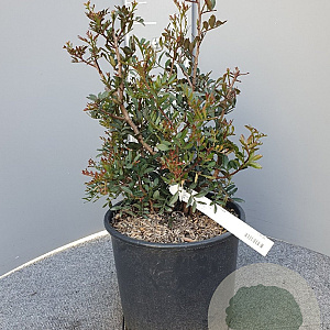 Pistacia lentiscus 40-60 cm 10L