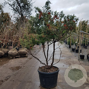 Pyracantha 'Navaho' 150-175 cm container solitair 40-45