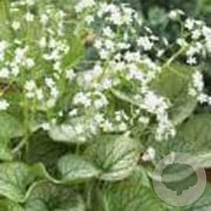 Brunnera macr. 'Mister Morse' GM P9