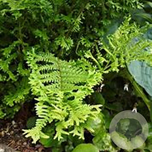 Dryopteris af. 'Polydactyla Dadds' GM P9