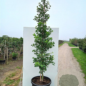 Ginkgo bil. Fastigiata Blagon 250-300 cm cont. 180L beveerd 