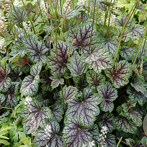Heuchera 'Green Spice' GM P9