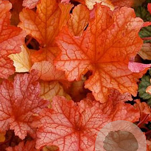Heuchera 'Paprika' GM P9