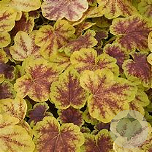 Heucherella 'Solar Eclipse' GM P9