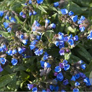 Pulmonaria 'Benediction' GM P9