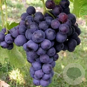 Vitis 'Dornfelder' 80-100 cm rozenpot 2L