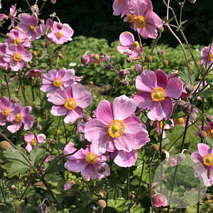 Anemone hyb. 'Rosenschale' GM P9