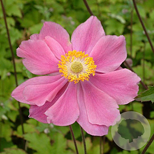 Anemone hyb. 'Serenade' GM P9