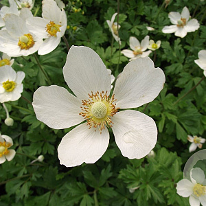 Anemone sylvestris GM P9