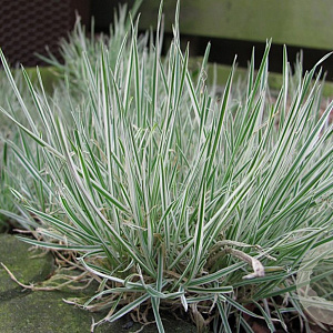 Arrhenatherum elatius 'Variegatum' GM P9