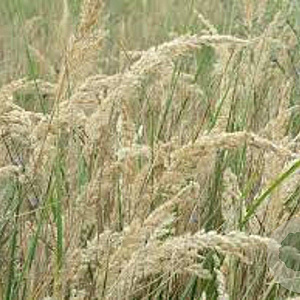 Calamagrostis epigejos GM P9