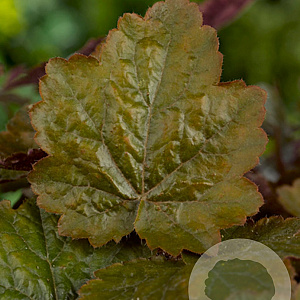 Heuchera 'Rachel' GM P9