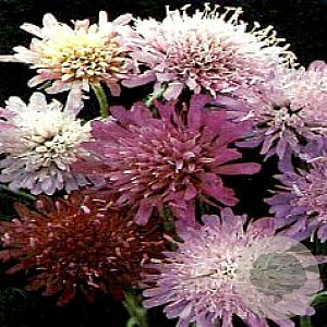 Knautia m. 'Melton Pastels' GM P9