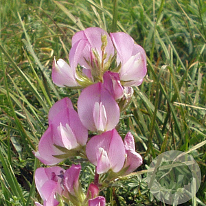 Ononis spinosa GM P9