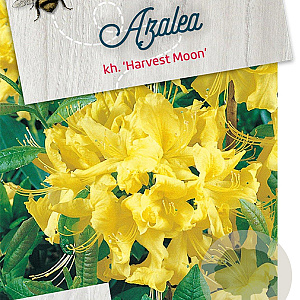 Rhododendron 'Harvest Moon' 50-60 cm 10L