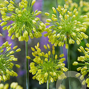 Allium chloranthum 'Yellow Fantasy' 5 cm verpakt per 100