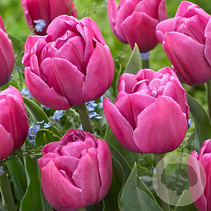 Tulipa (dla) 'Double You' 11-12 cm verpakt per 100