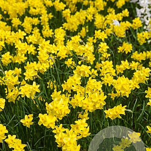 Narcissus (j&a) 'Sabrosa' 8 cm verpakt per 100