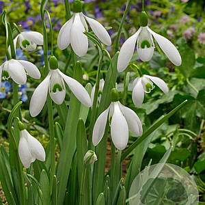 Galanthus elwesii (imp) 'Mount Everest' verpakt per 100